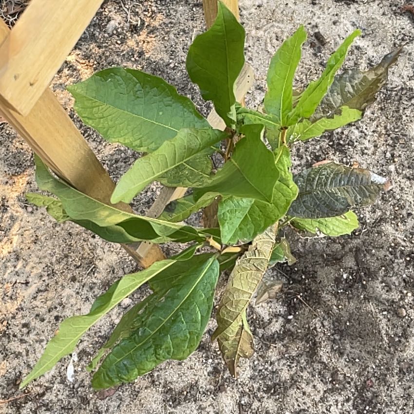 Photo of the plant species Queen's Wreath by @TopdogBigfoot14 named Orwell on Greg, the plant care app