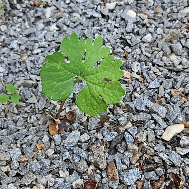 Photo of the plant species Bloodroot by @FancyLippia15 named Gaga on Greg, the plant care app