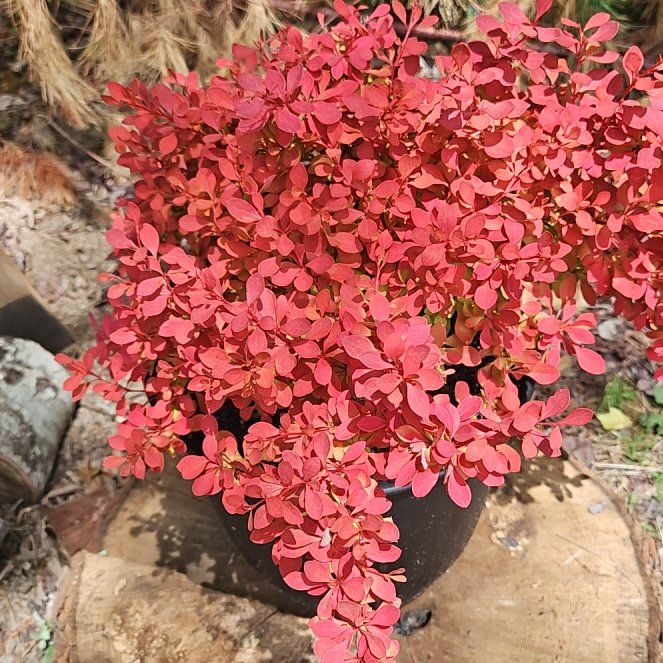 Photo of the plant species Japanese Barberry by @FancyLippia15 named Berry on Greg, the plant care app