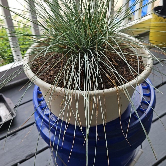 Photo of the plant species Blue Fescue by @FancyLippia15 named Michelle on Greg, the plant care app