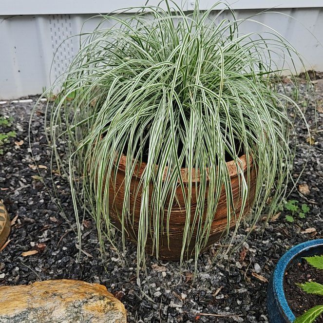 Photo of the plant species Pampas Grass by @FancyLippia15 named Sedge plant on Greg, the plant care app