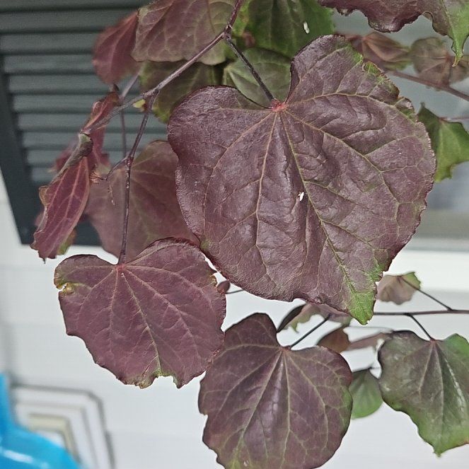 Photo of the plant species Eastern Redbud by @FancyLippia15 named Craig on Greg, the plant care app