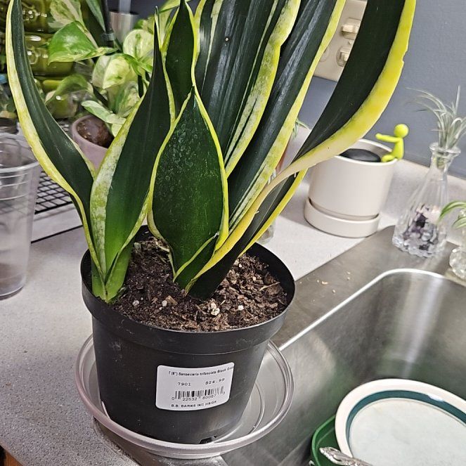 Photo of the plant species Viper's Bowstring Hemp by @FancyLippia15 named Bella on Greg, the plant care app