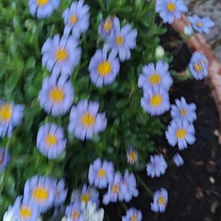 Photo of the plant species Felicia 'FelicityTM' by @AbleBetel28 named Baesil on Greg, the plant care app