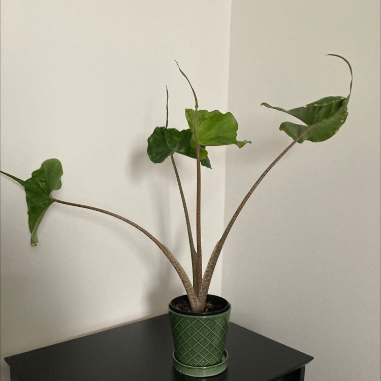 Stingray Elephant Ear plant in a green pot on a black surface with a plain wall background.