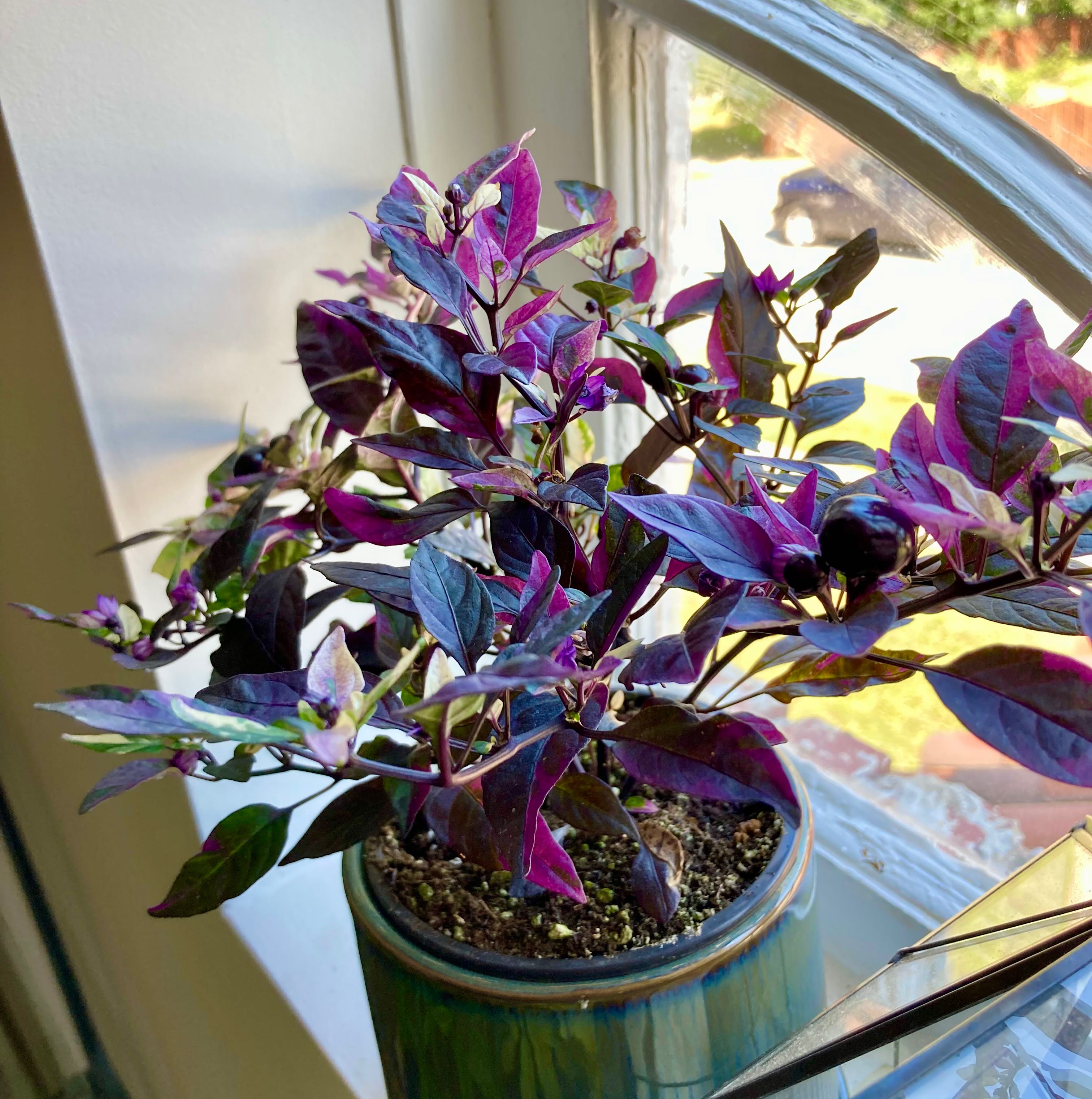 Potted Ornamental Pepper plant with vibrant purple and green leaves near a window.