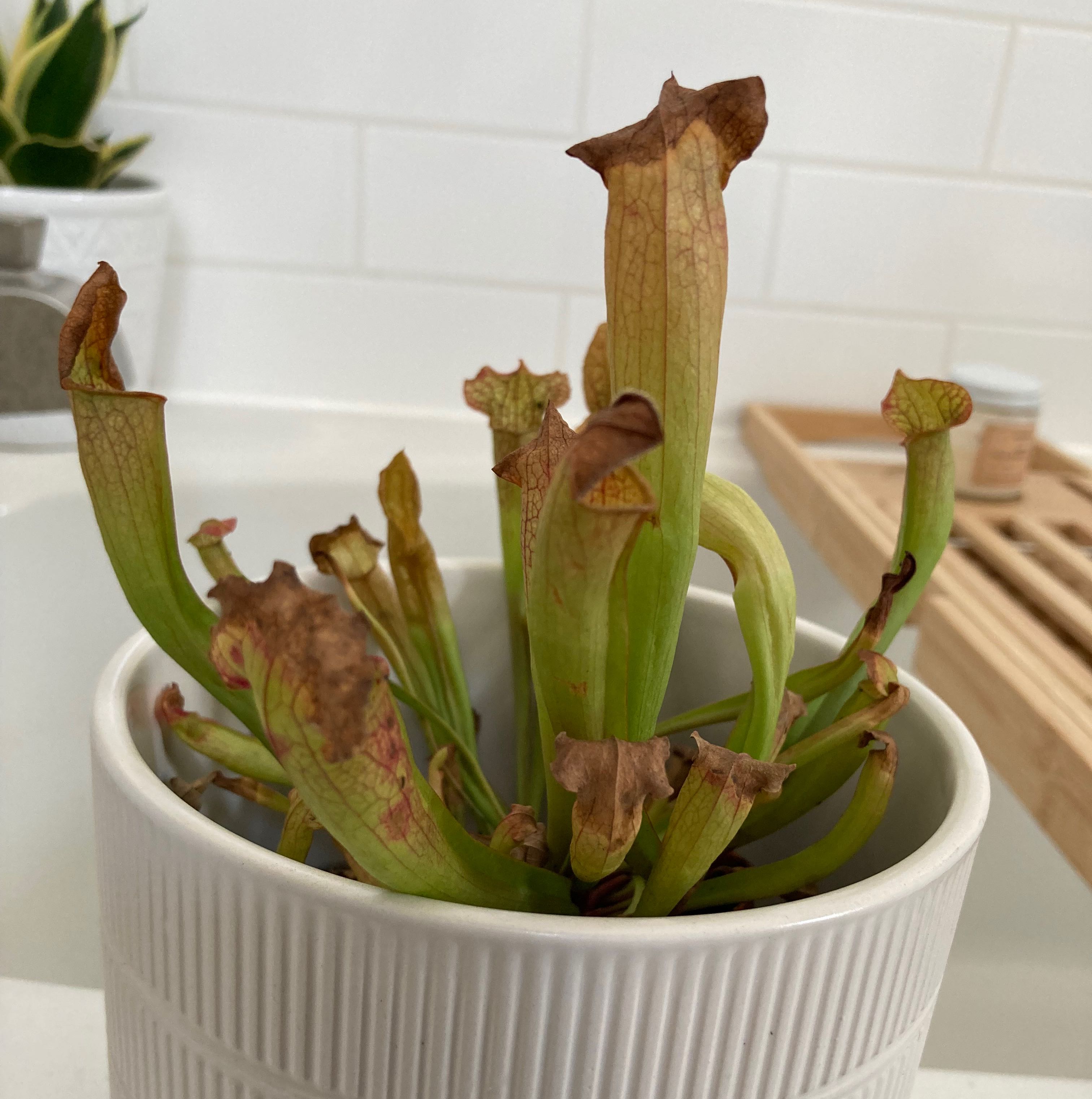 Purple Pitcher Plant in a white pot with some browning pitchers, against a white tiled background.