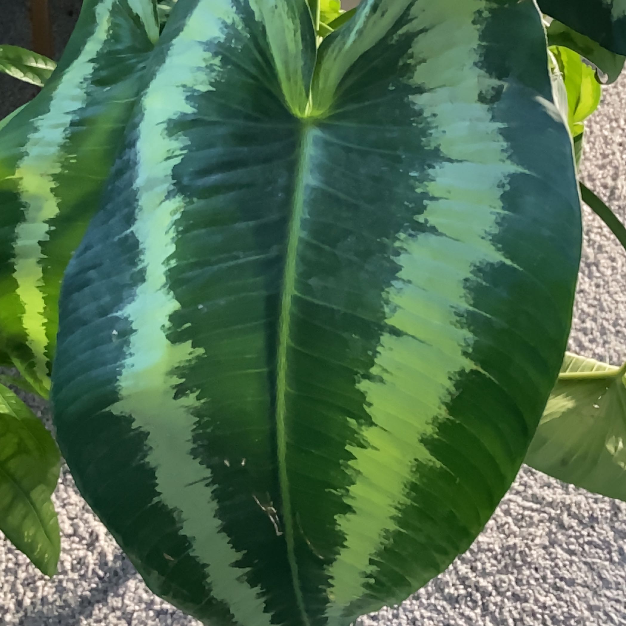 Close-up of a healthy Schismatoglottis wallichii leaf with no visible health issues.