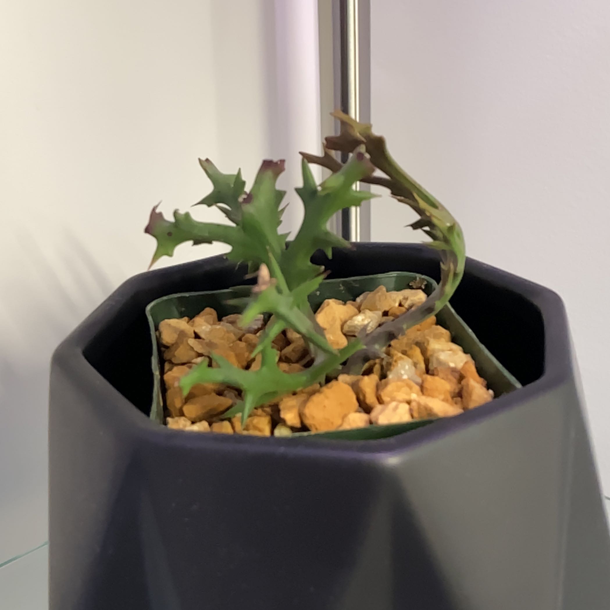 Photo of the plant species Euphorbia stenoclada by @madtxn named Stan on Greg, the plant care app