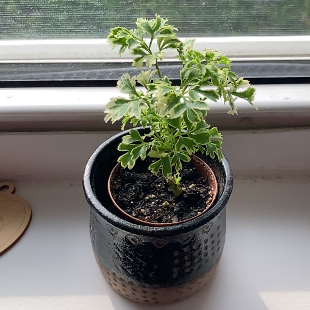 Ming Aralia plant in a pot on a windowsill, healthy green leaves, visible soil.