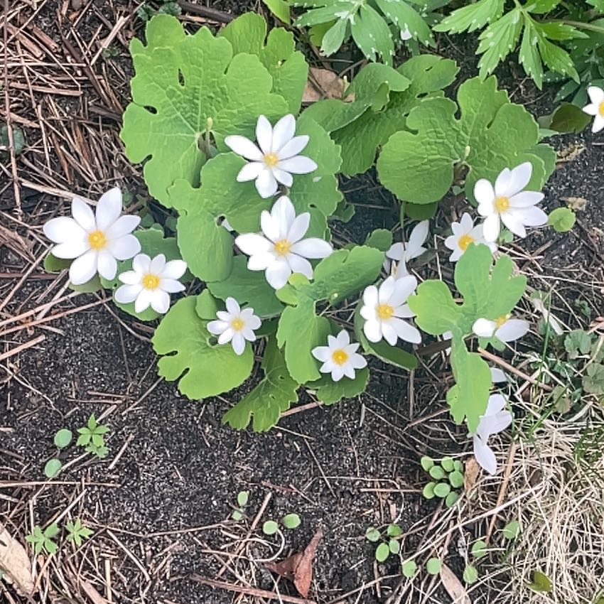Photo of the plant species Bloodroot by @PrizePinklaui92 named Nemo on Greg, the plant care app