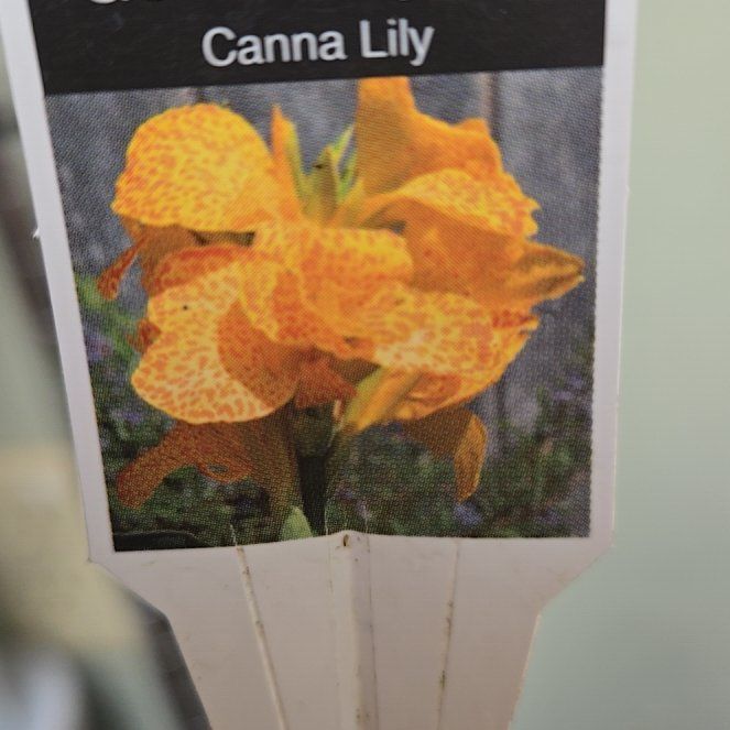 Photo of the plant species Cannova Gold Leopard Canna by @FitGaillardia88 named Emerson on Greg, the plant care app