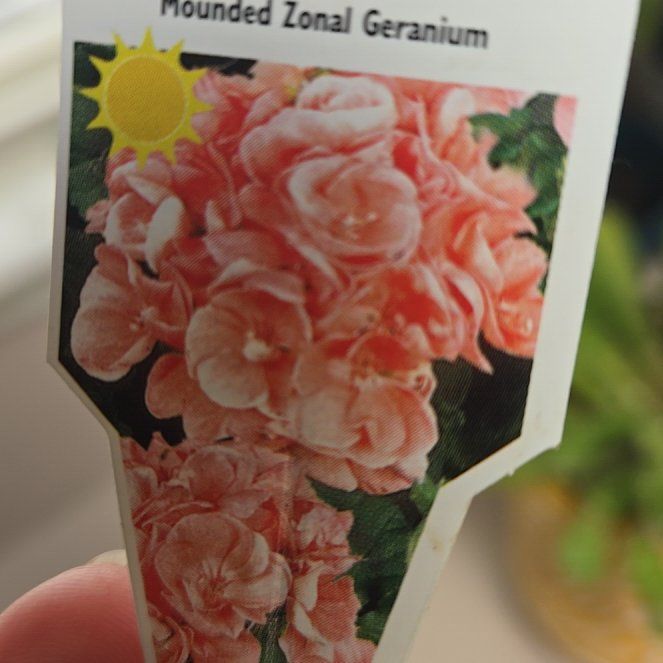 Photo of the plant species Geranium 'Rocky Mountain Salmon' by @FitGaillardia88 named Darwin on Greg, the plant care app