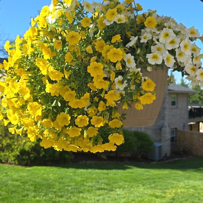 Photo of the plant species Calibrachoa Noa® by @FitGaillardia88 named Orwell on Greg, the plant care app