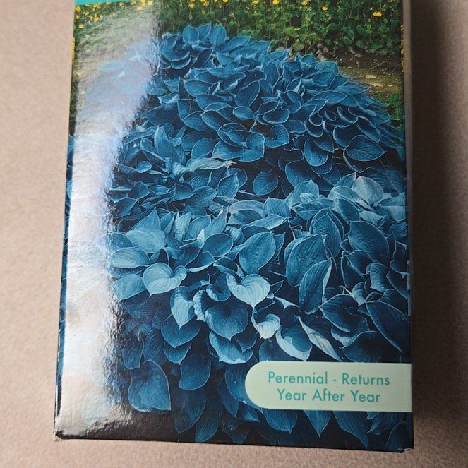Photo of the plant species Hosta by @FitGaillardia88 named Hamilton on Greg, the plant care app