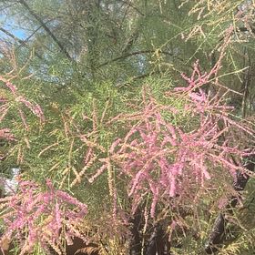 Photo of the plant species Five-Stamen Tamarisk by @HardyBlueelf45 named Gobi on Greg, the plant care app