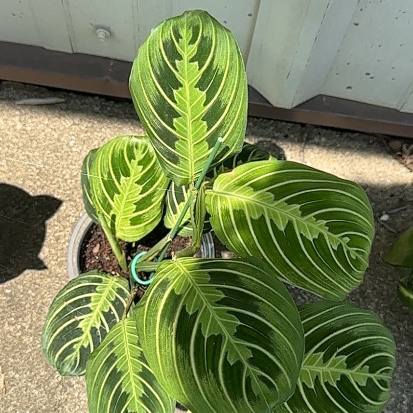 Photo of the plant species Prayer Plant by @QueenRedwood55 named Gates on Greg, the plant care app
