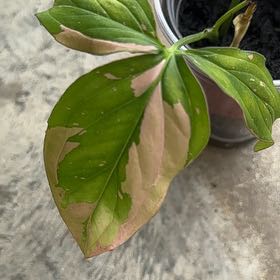 Photo of the plant species Pacific Trillium by @QueenRedwood55 named Prince on Greg, the plant care app