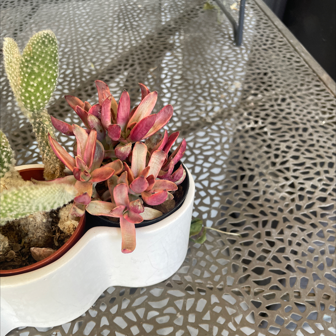 Photo of the plant species Crassula 'Candy Cane' by @Liveloveleaf named Pearl on Greg, the plant care app
