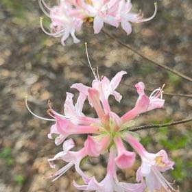 Photo of the plant species Mountain Azalea by @ClimbingAlbo70 named Curie on Greg, the plant care app