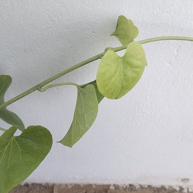 Photo of the plant species European Birthwort by @ParadisiacAlula named Harmony on Greg, the plant care app