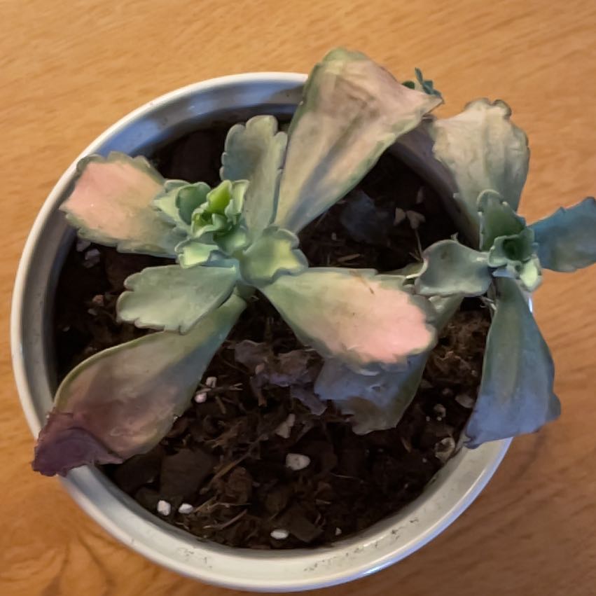 Photo of the plant species Kalanchoe 'Stained Glass' by @SavoryNeontetra named Taylor Swift on Greg, the plant care app