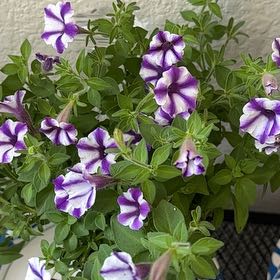 Photo of the plant species Supertunia Mini Vista Violet Star by @ClassicCornbind named Kesha on Greg, the plant care app