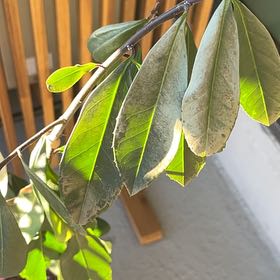 Photo of the plant species yerba mate by @CosmicAnisetree named Doja Cat on Greg, the plant care app