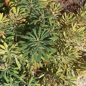 Photo of the plant species Martin's Spurge by @ChampAzurebluet named Baesil on Greg, the plant care app