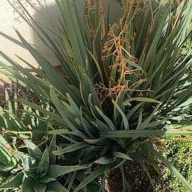 Photo of the plant species Cassa Blue Flax Lily by @ChampAzurebluet named Nithin on Greg, the plant care app