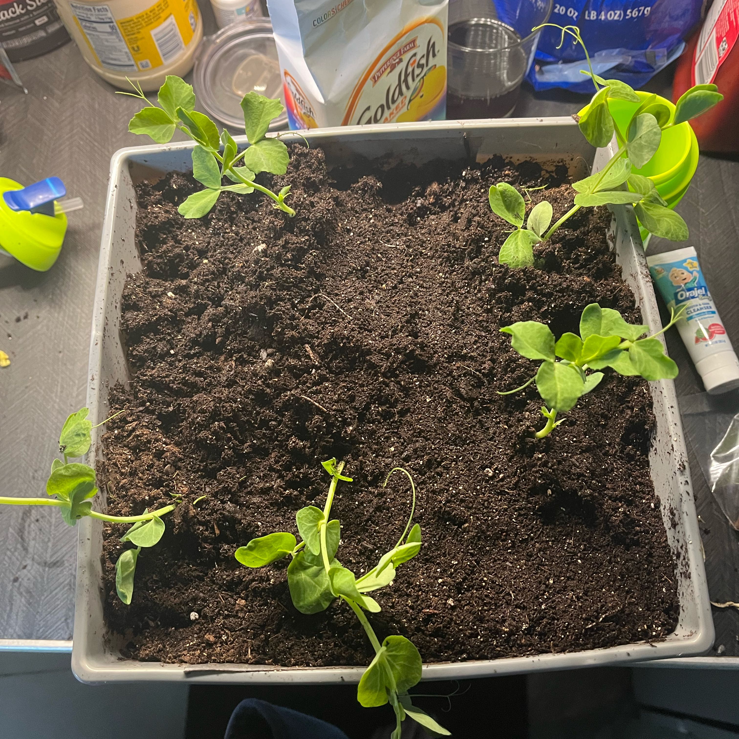 Photo of the plant species Sugar Daddy Snap Pea by @JocularBeech99 named Khaleesi on Greg, the plant care app