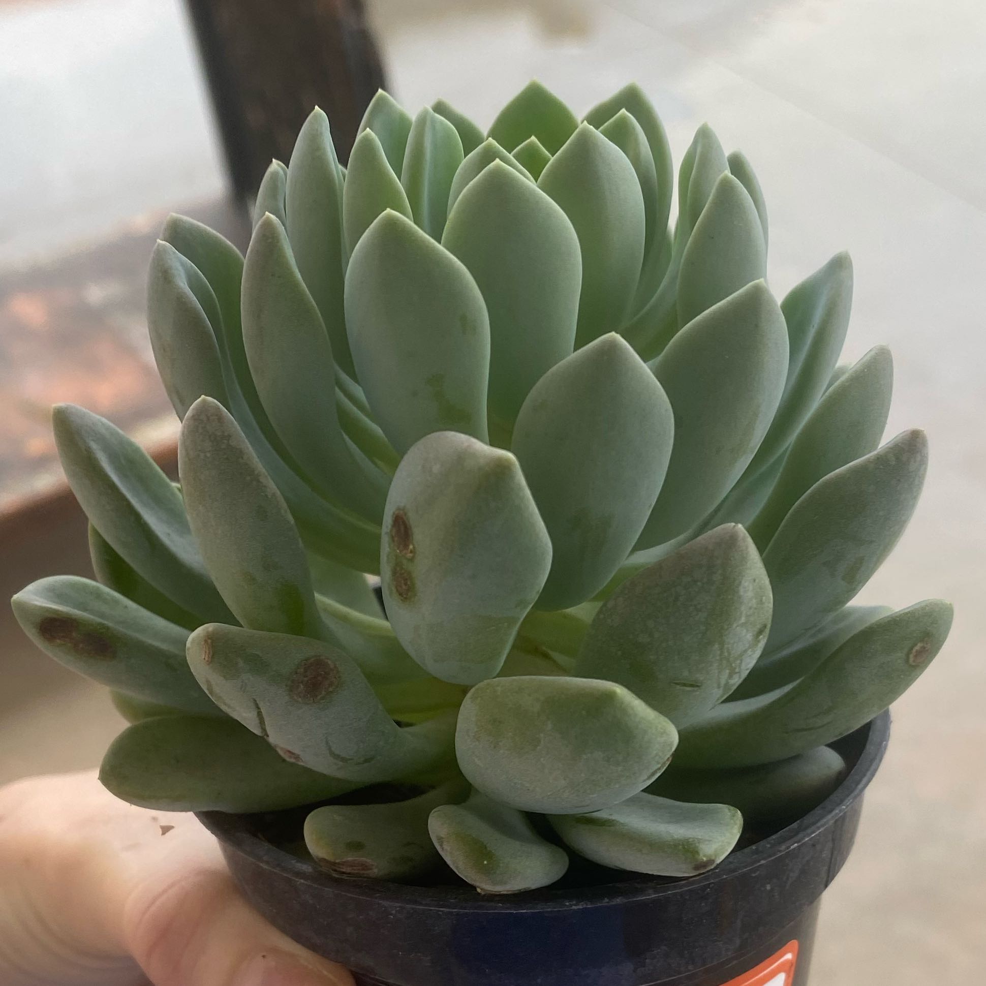 Photo of the plant species D by @Leah25 named Plamantha on Greg, the plant care app