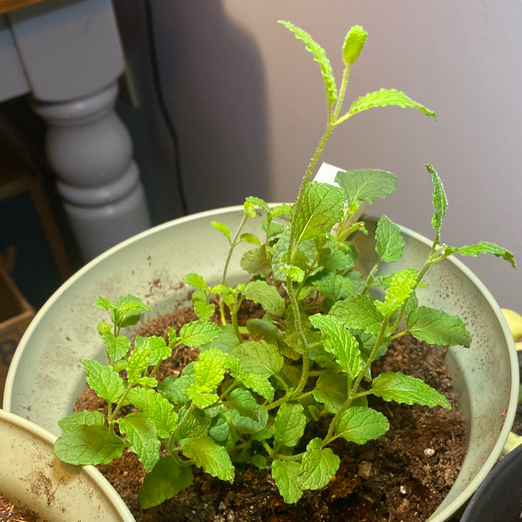 Photo of the plant species Strawberry Mint by @Leah25 named Blossie on Greg, the plant care app