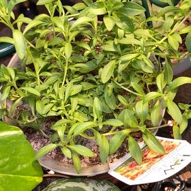 Photo of the plant species Calibrachoa 'Superbells Double Vintage Coral' by @Leah25 named Bloomsy on Greg, the plant care app