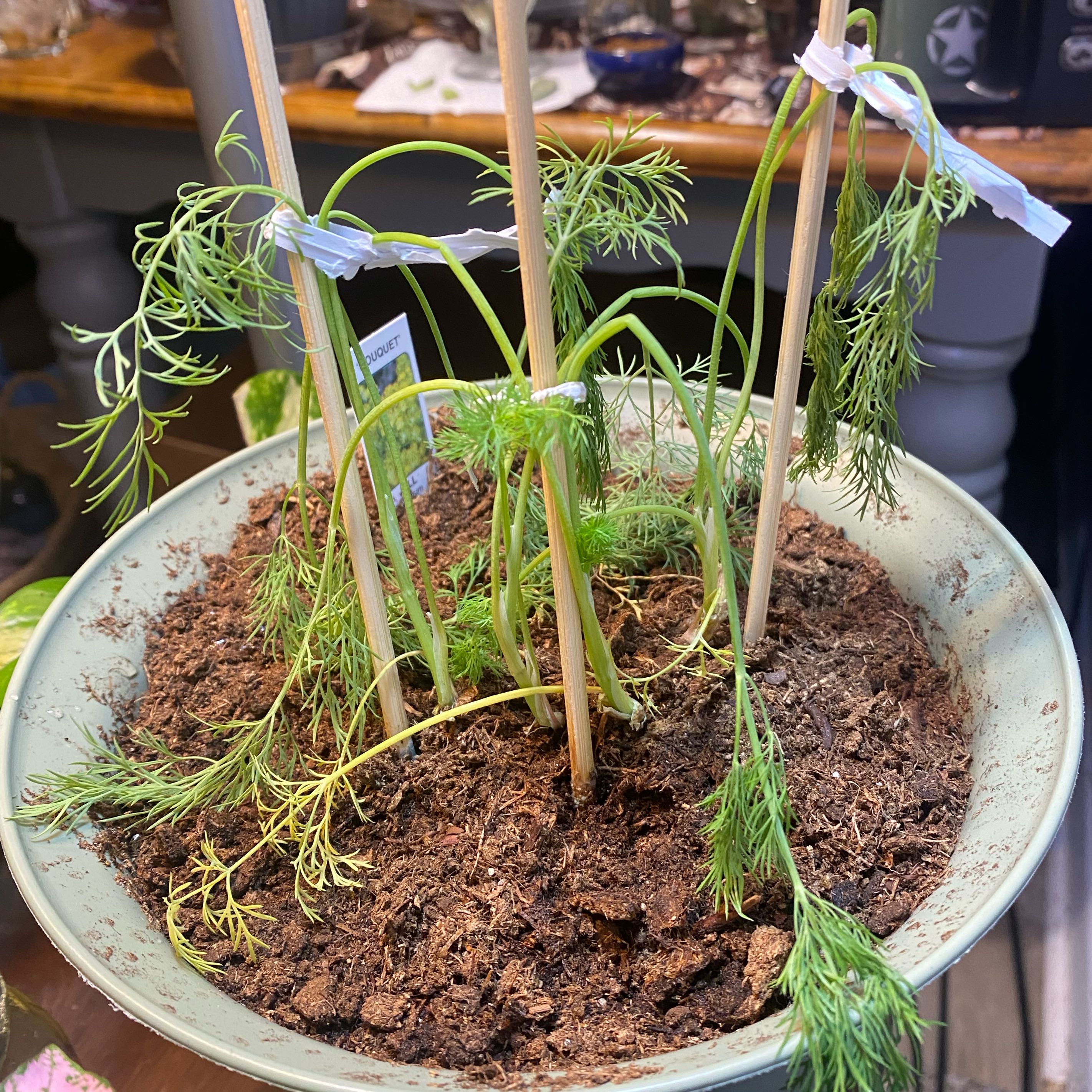 Photo of the plant species Bouquet Dill by @Leah25 named Walt on Greg, the plant care app