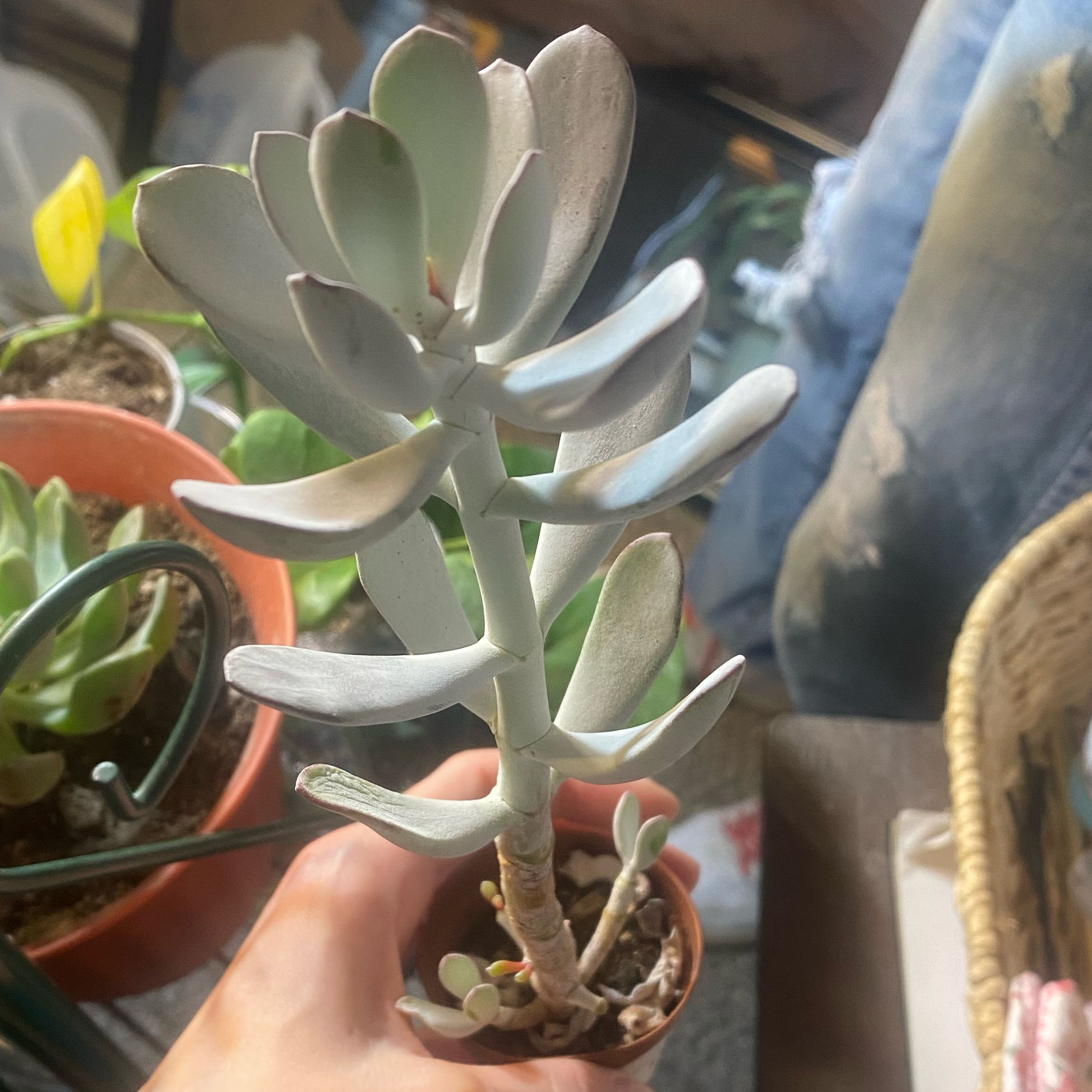Photo of the plant species Cotyledon 'Silver Peak' by @Leah25 named Morgan Treeman on Greg, the plant care app