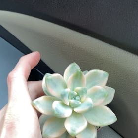 Photo of the plant species Variegated Apricot by @Leah25 named Apricot on Greg, the plant care app