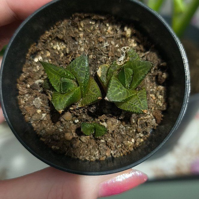 Photo of the plant species Haworthia emelyae comptoniana by @pinkplantlover named Rihanna on Greg, the plant care app