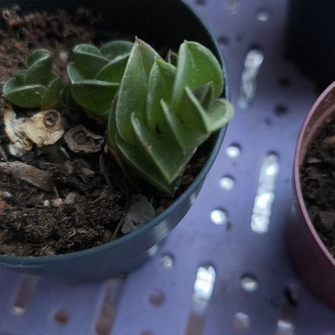 Photo of the plant species Chain Plant by @pinkplantlover named Taylor Swift on Greg, the plant care app