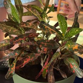 Photo of the plant species Batik Croton by @HeadLimezinger named Zion on Greg, the plant care app