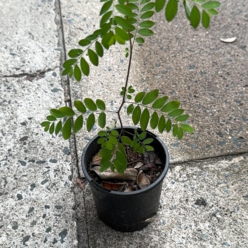 Photo of the plant species Mascarene Island Leaf Flower by @FunZebrina67 named Stella on Greg, the plant care app