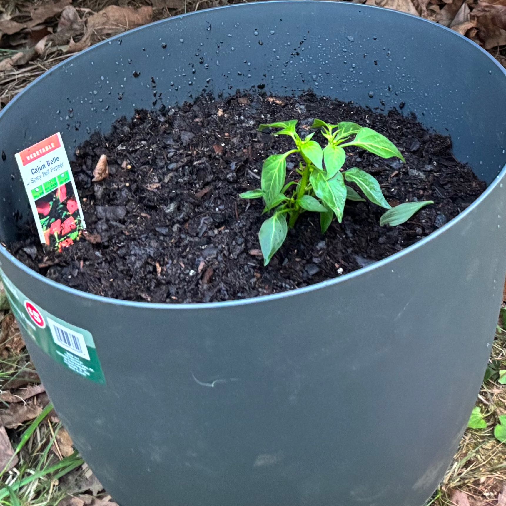 Photo of the plant species Capsicum 'Cajun Belle' by @CalmBaibua85 named Beyonce on Greg, the plant care app