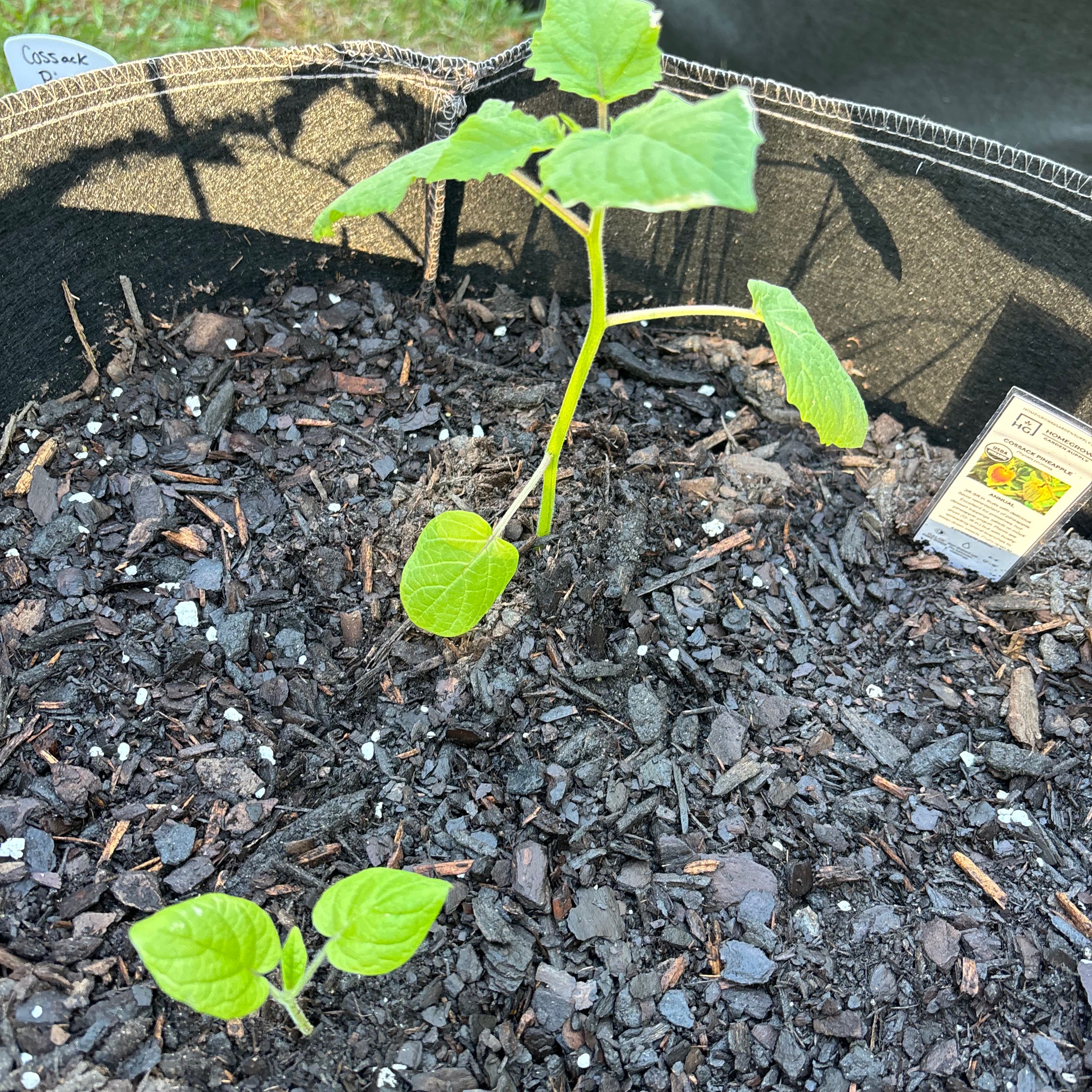Photo of the plant species Pineapple Ground Cherry by @CalmBaibua85 named Duke on Greg, the plant care app