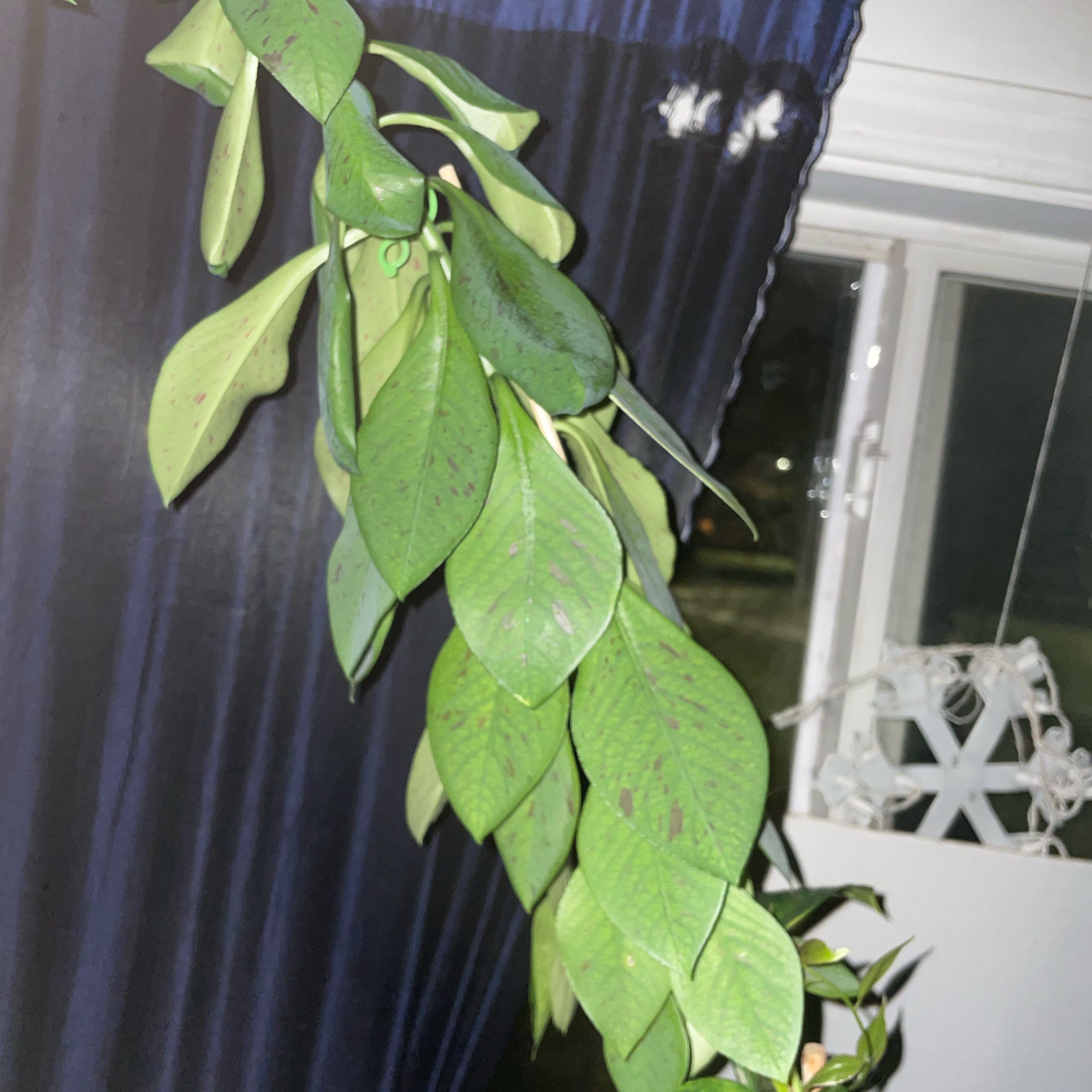 Photo of the plant species African Milk Bush by @BeefyCoralbeads named cc on Greg, the plant care app