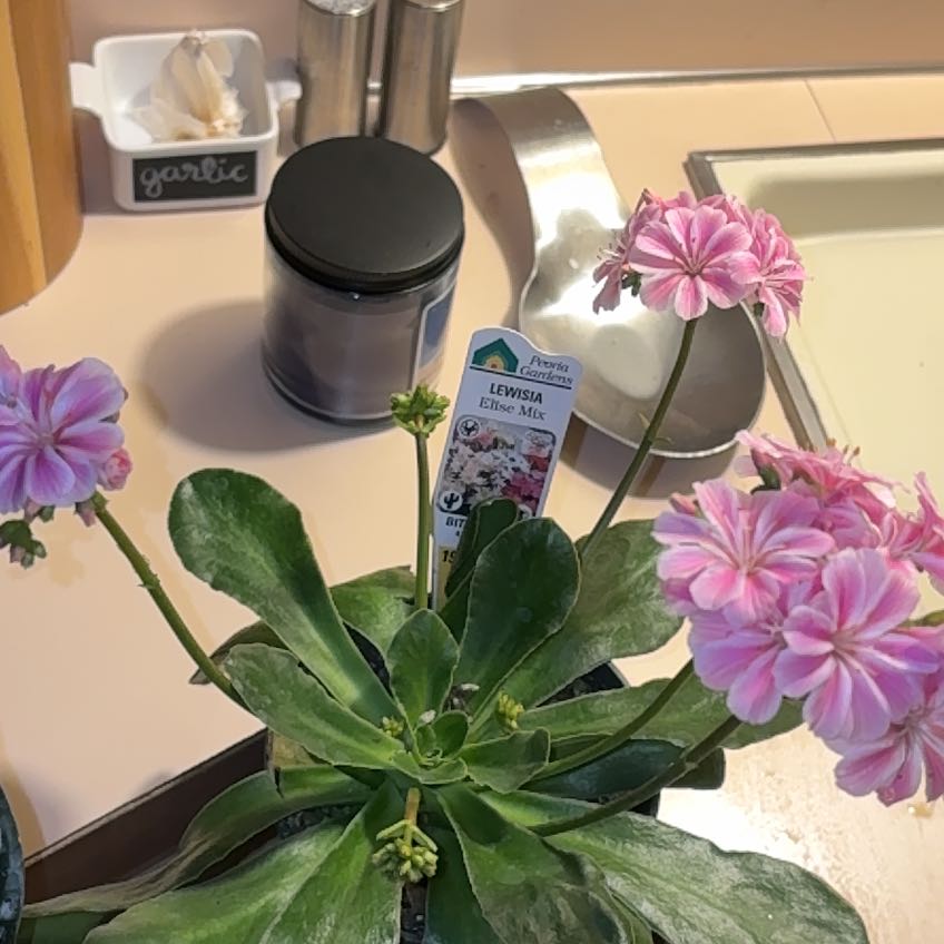 Plant care for Kellogg's Lewisia on Greg, the plant care app
