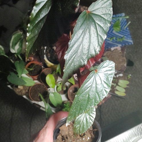 Photo of the plant species Begonia 'Linda Dawn' by @jonathanarms named Scarlett on Greg, the plant care app