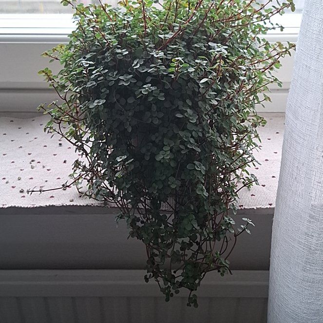 Photo of the plant species Pilea multiflora by @RelievedMira4 named Sir Plancelot on Greg, the plant care app