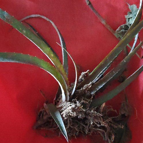 Photo of the plant species Guapilla by @SparklyBasil2 named Mochi on Greg, the plant care app