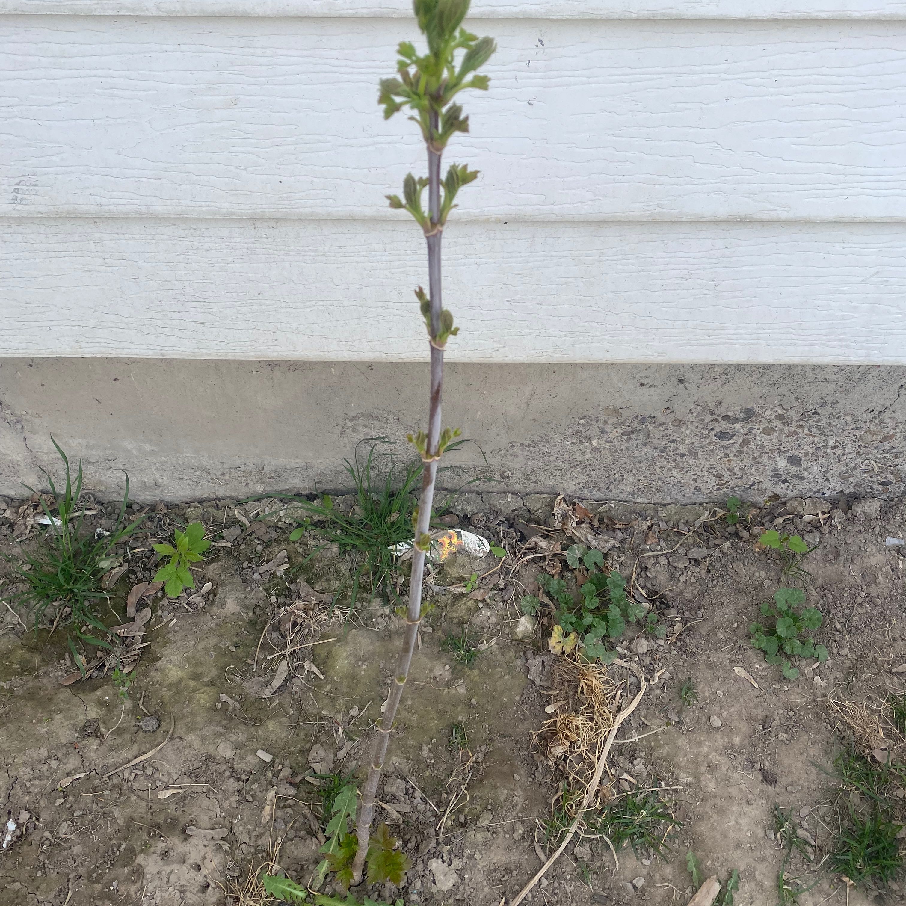 Photo of the plant species Carrot Tree by @BigLuscious88 named Peter Parker on Greg, the plant care app