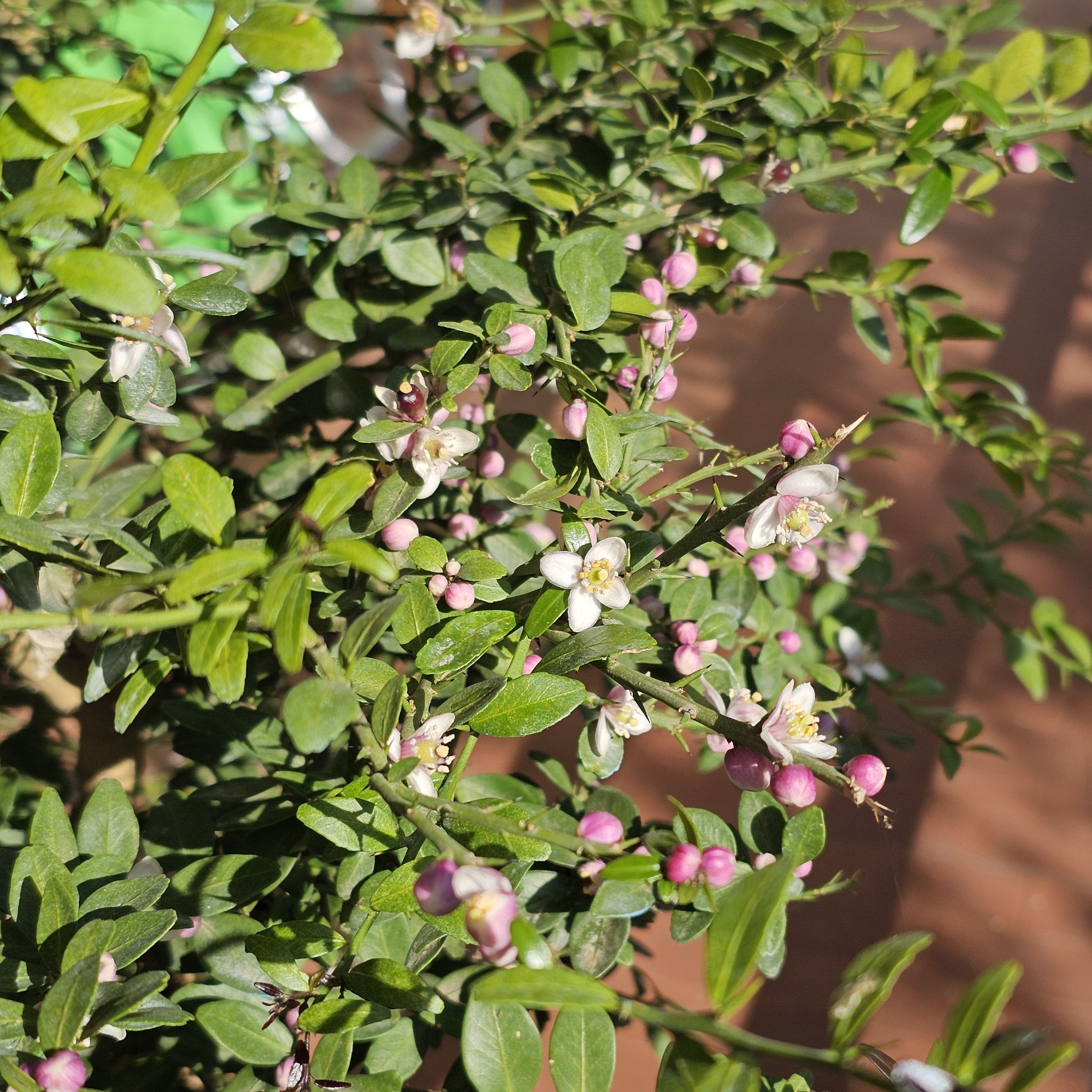 Photo of the plant species Caviar Lime by @TryBasil16 named Foxxy on Greg, the plant care app